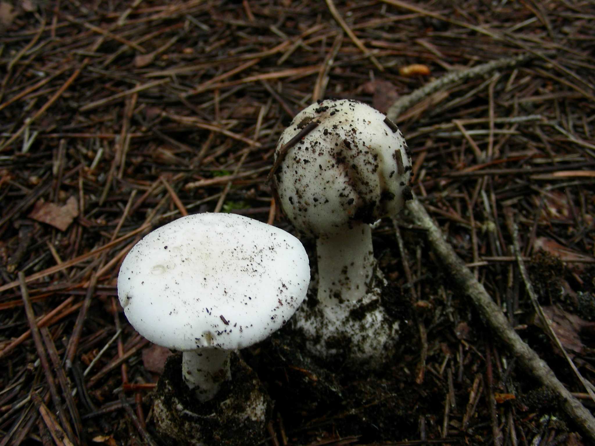 1338 Maggio vecchio ritrovamento